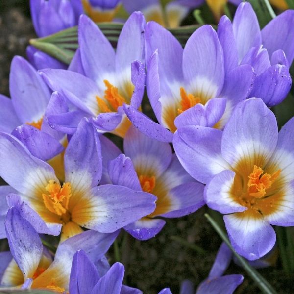 Crocus Tricolor