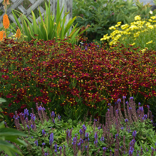 PERMATHREAD&trade; Red Satin Coreopsis