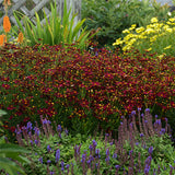 PERMATHREAD&trade; Red Satin Coreopsis