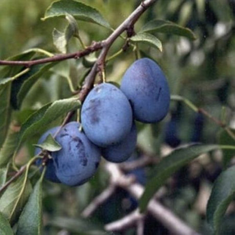 Italian Plum Tree