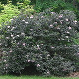 Black Beauty&reg; Elderberry