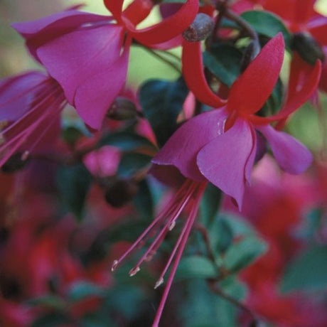 Fuchsia Marcia