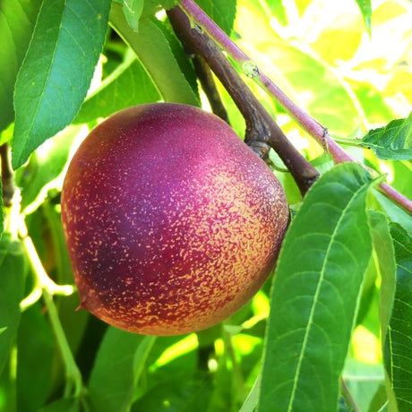 Snow Queen Nectarine Tree