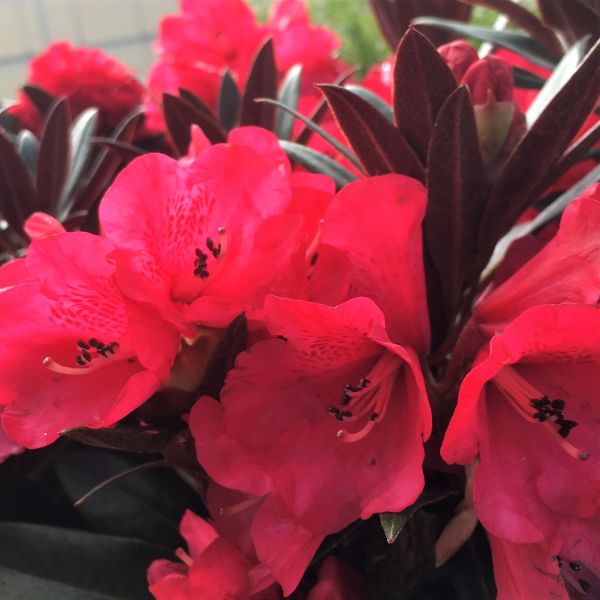 Cherries and Merlot Rhododendron