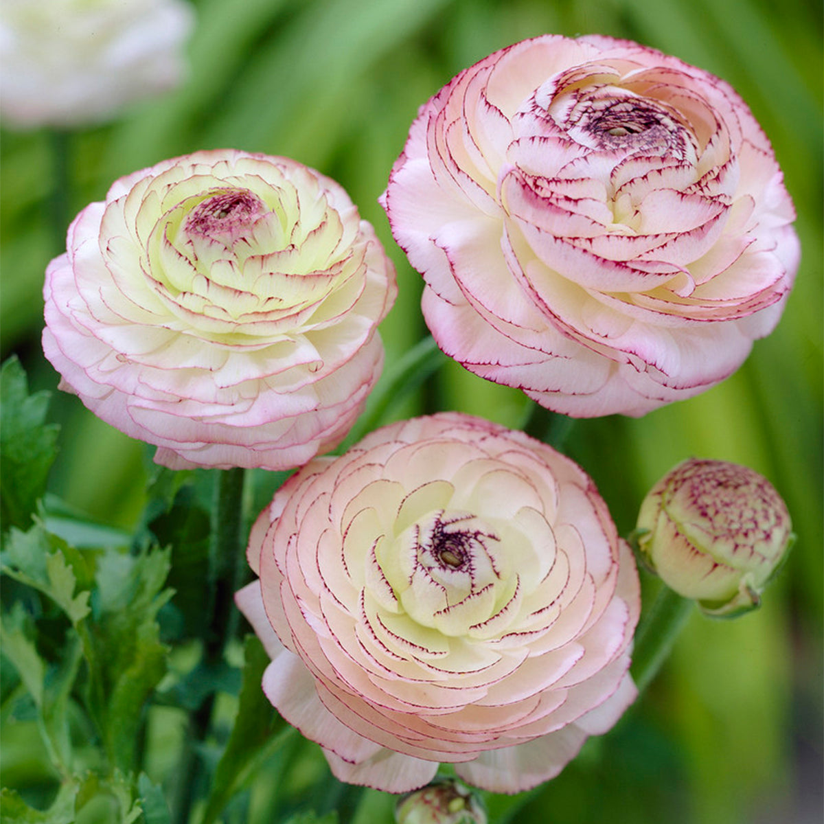 Double Picotee Ranunculus