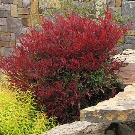 Burgundy Wine Nandina