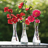 Proven Winners&reg; Color Choice&reg; Double Take&trade; Pink Quince