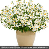 Sunsatia&reg; Coconut Nemesia