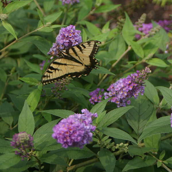 Lo & Behold&reg; Blue Chip Butterfly Bush