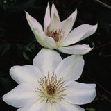 Henryi Clematis