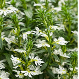 Scaevola Whirlwind White Fan Flower