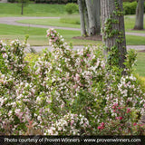 Sonic Bloom&reg; Pearl Reblooming Weigela