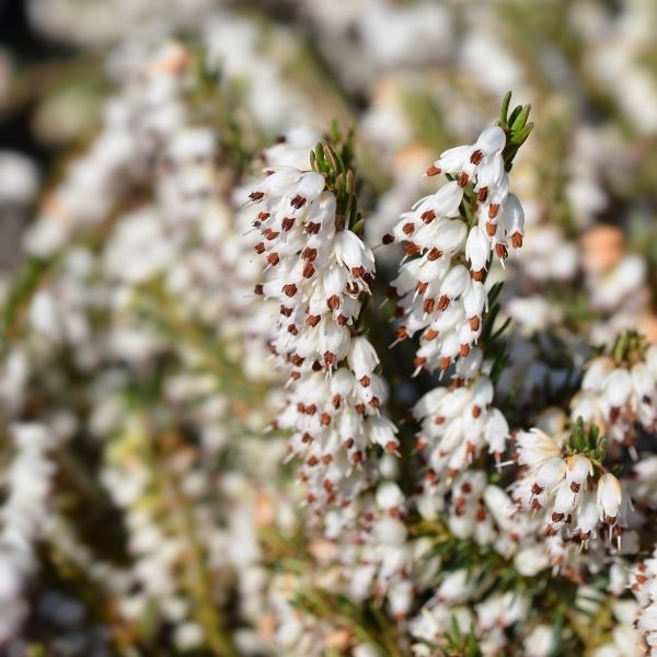 Mediterranean White Winter Heath