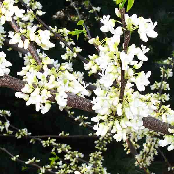 Eastern White Redbud