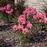 First Editions&reg; Coral Cr&egrave;me Drop&trade; Phlox