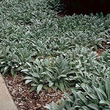 Lambs Ears