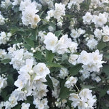 Bouquet Blanc Mock Orange