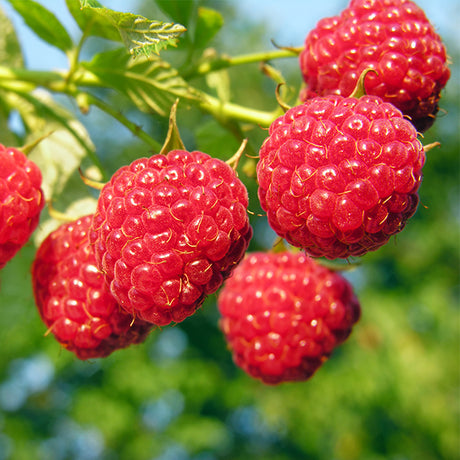 Nova Raspberry Bush