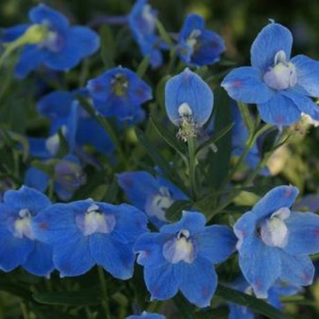 Summer Blues Delphinium