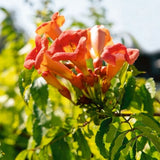 Audubon&reg; Native Trumpet Vine