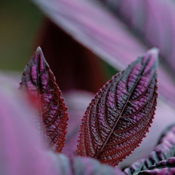 Persian Shield Strobilanthes