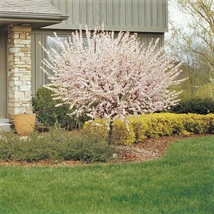 Double Flowering Plum Tree