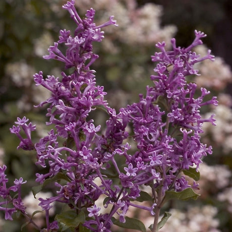 Bloomerang&reg; Dark Purple Lilac