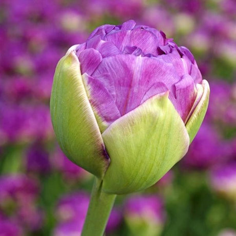 Exquisit Tulip