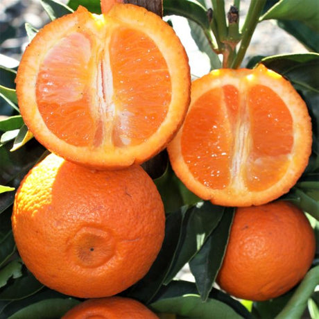 Page Mandarin Tree