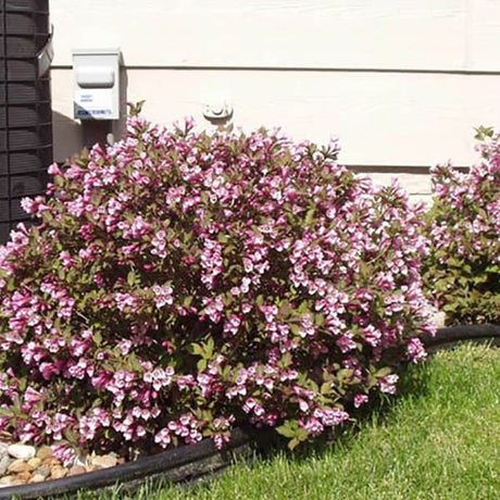 Pink Poppet Weigela