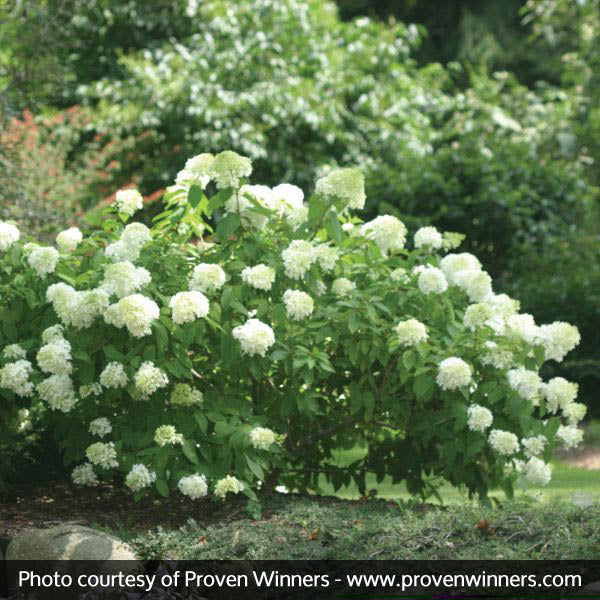 Little Lamb Panicle Hydrangea