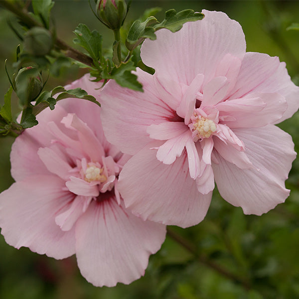 Pink Chiffon&reg; Rose of Sharon Shrub