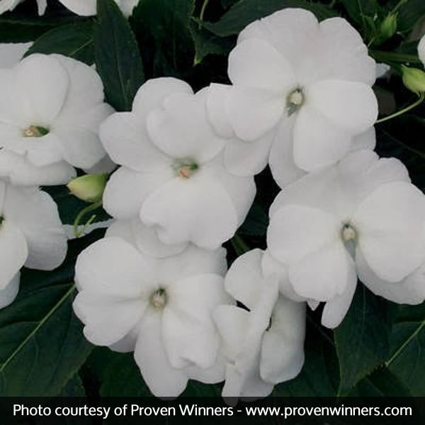 Infinity&reg; White Impatiens