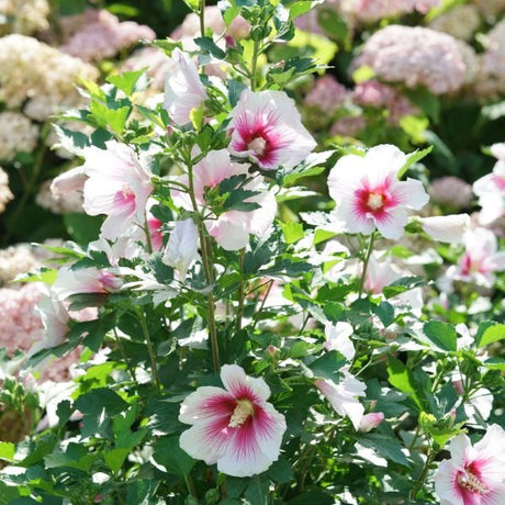 Proven Winners® Paraplu Pink Ink® Rose of Sharon