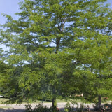 Shademaster Honeylocust