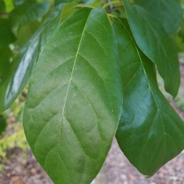 Black Gum Tree