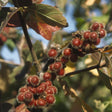 Fragrant Sumac