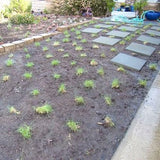 UC Verde Buffalo Grass Plugs