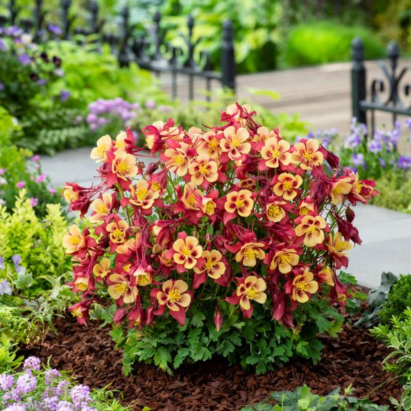 Earlybird™ Red Yellow Columbine