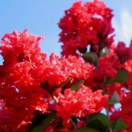 Dynamite Crape Myrtle Tree