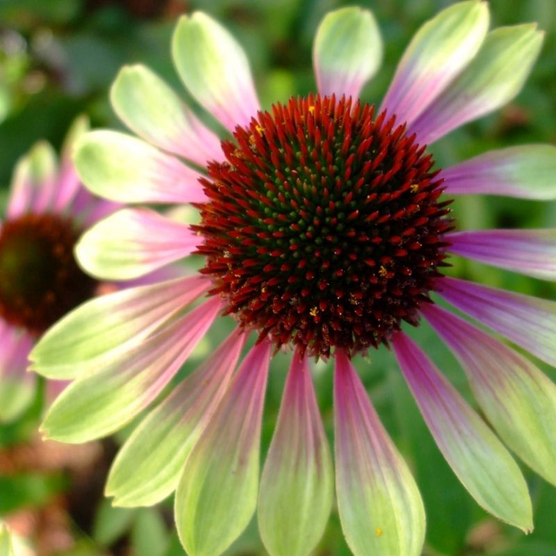 Green Envy Coneflower