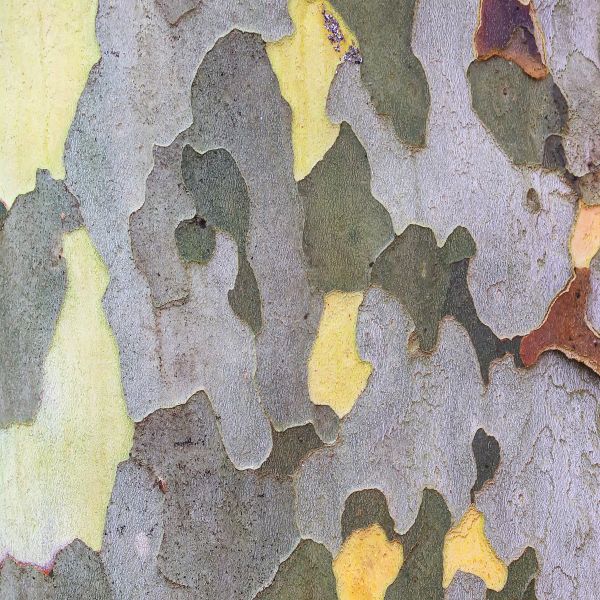 American Sycamore