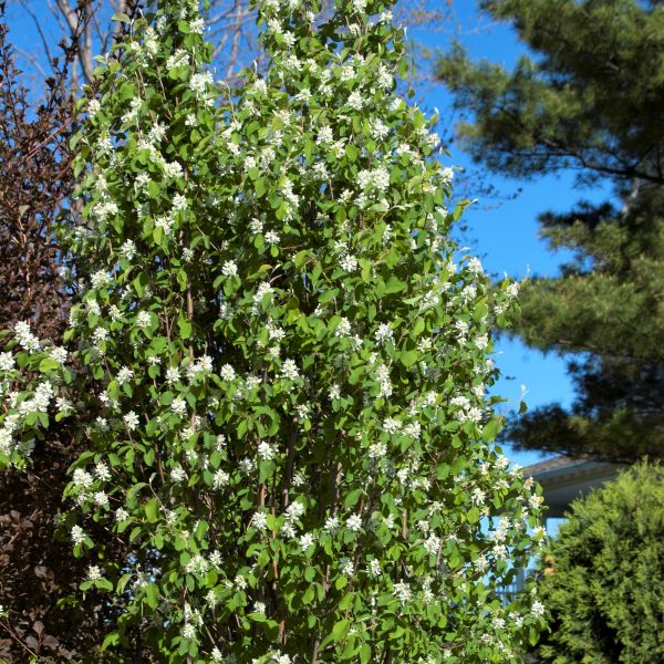 First Editions&reg; Standing Ovation&trade; Serviceberry