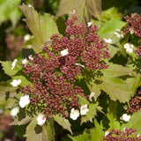 Viburnum Onondaga