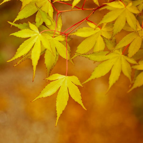 Coral Bark Japanese Maple