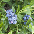 Bluejay Highbush Blueberry Bush