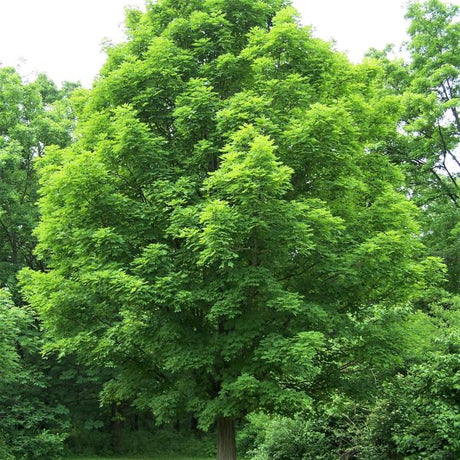 Sugar Maple