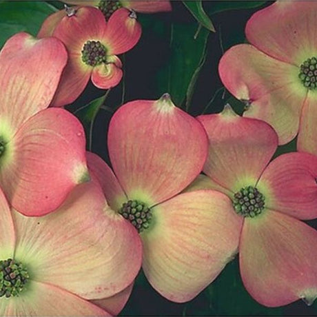 Stellar Pink Dogwood