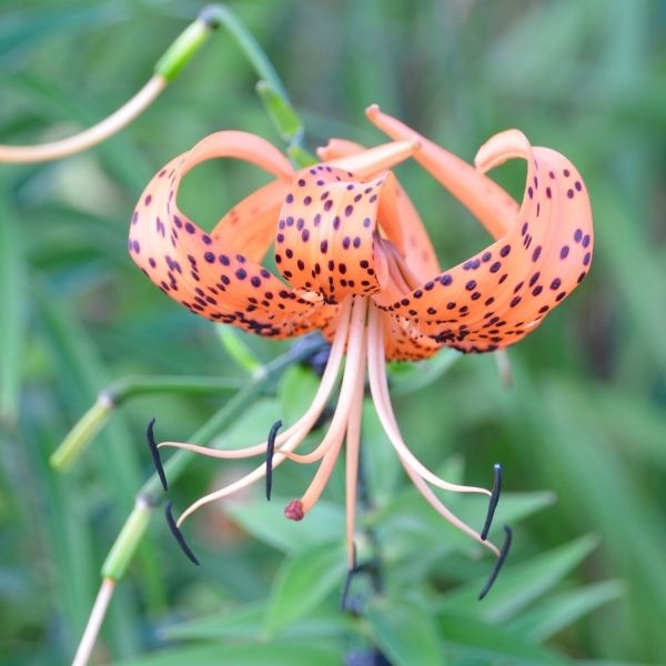 Splendens Lily