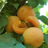 Tilton Apricot Tree